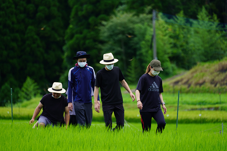 田んぼ草取り開始