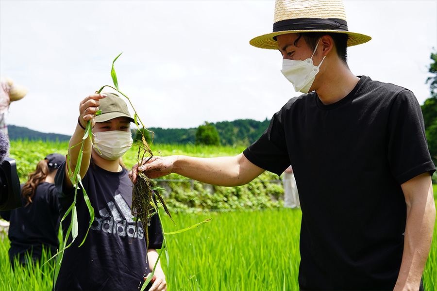 田んぼ草取り