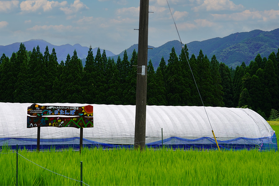 トヨたんぼ看板設置